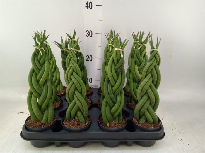 <h4>Sansevieria cyl.  ...</h4>