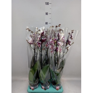 Phalaenopsis   ...