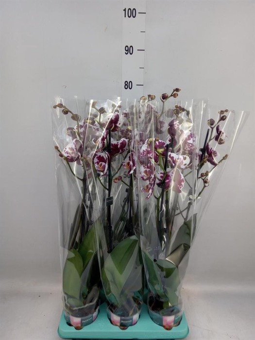 <h4>Phalaenopsis ...</h4>
