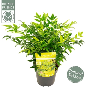 Nandina dom. 'Magical Lemon and Lime'