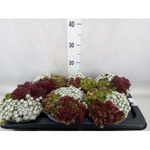 Sempervivum   ...