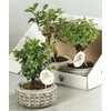 Bonsai Gem