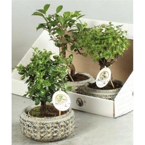Bonsai Gem
