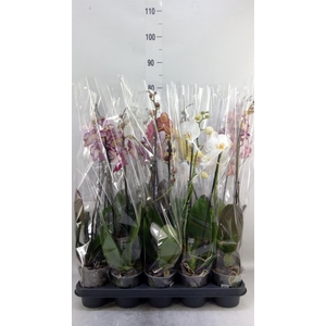 Phalaenopsis   ...mix