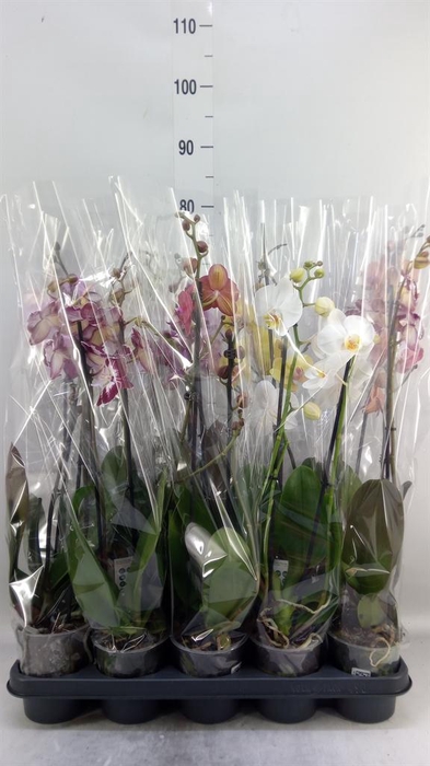 <h4>Phalaenopsis   ...mix</h4>