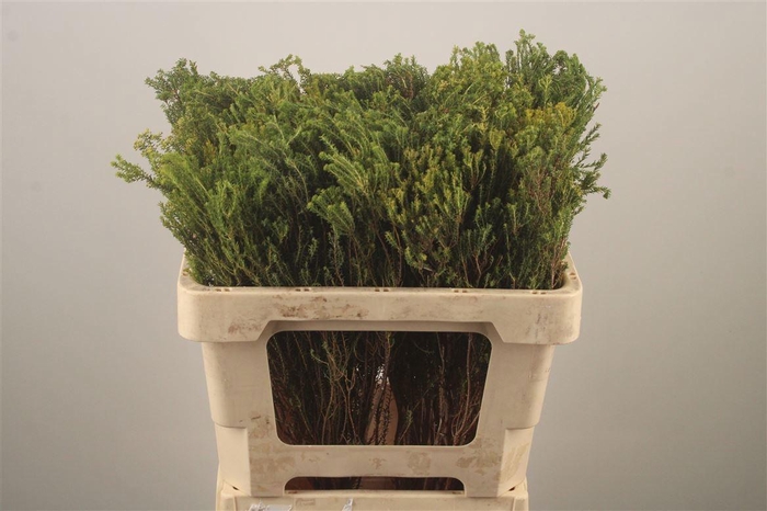 <h4>KAAPS GROEN</h4>