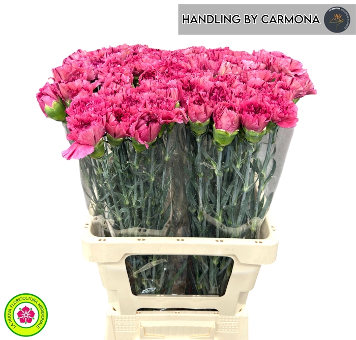 <h4>DI ST VIPER WINE</h4>