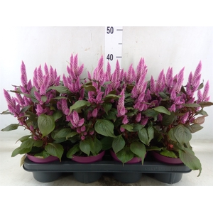 Celosia arg. SP 'Wild Pink'