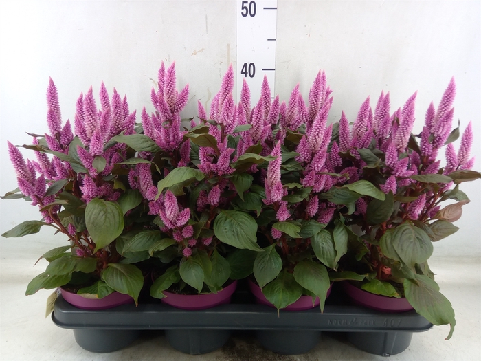 <h4>Celosia arg. SP 'Wild Pink'</h4>