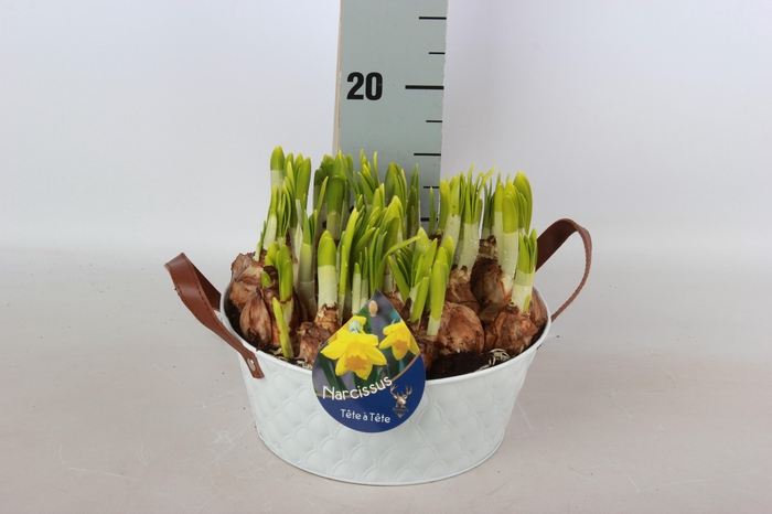 <h4>ARR NARCISSUS</h4>