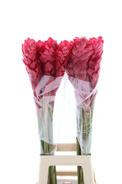 <h4>Alpinea Red L</h4>