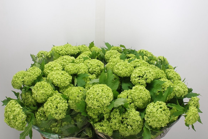 <h4>Viburnum Roseum St 80cm 4bal</h4>