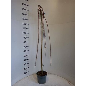 SALIX CAP KILMARNOCK