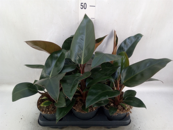 <h4>Philodendron  'Red Beauty'</h4>