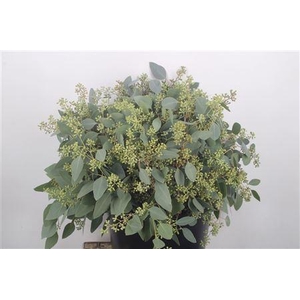 Euc Populus Berry Per Bunch 150 Gram S U P E R