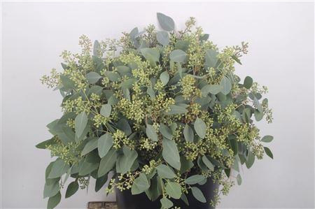 <h4>Euc Populus Berry Per Bunch 150 Gram S U P E R</h4>