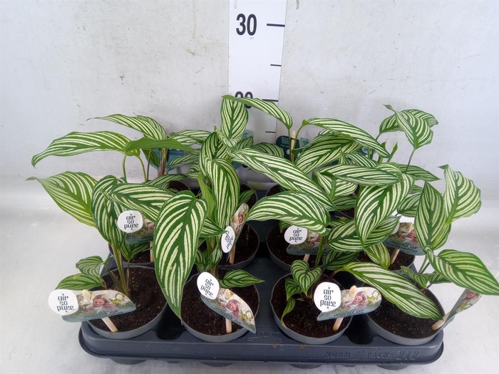 <h4>Calathea   ...</h4>