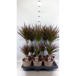 Dracaena marg. 'Magenta'