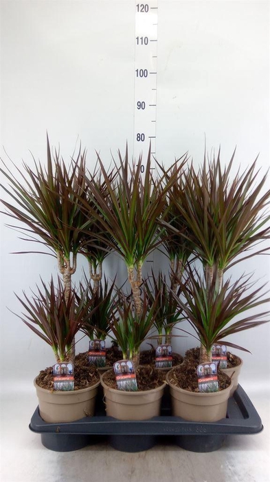 <h4>Dracaena marg. 'Magenta'</h4>