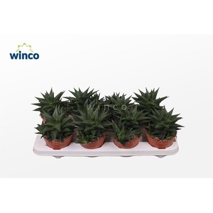 HAWO LIMIFOLIA
