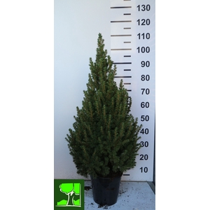 PICEA GL CONICA