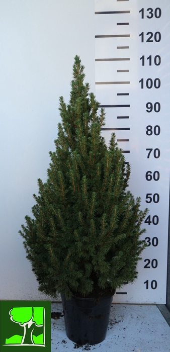 <h4>PICEA GL CONICA</h4>