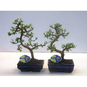 Portulacaria afra, 20cm., shape, without drip tray