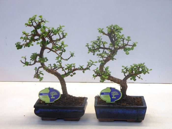 <h4>Portulacaria afra, 20cm., shape, without drip tray</h4>