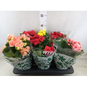 Begonia elat. DU   ...mix