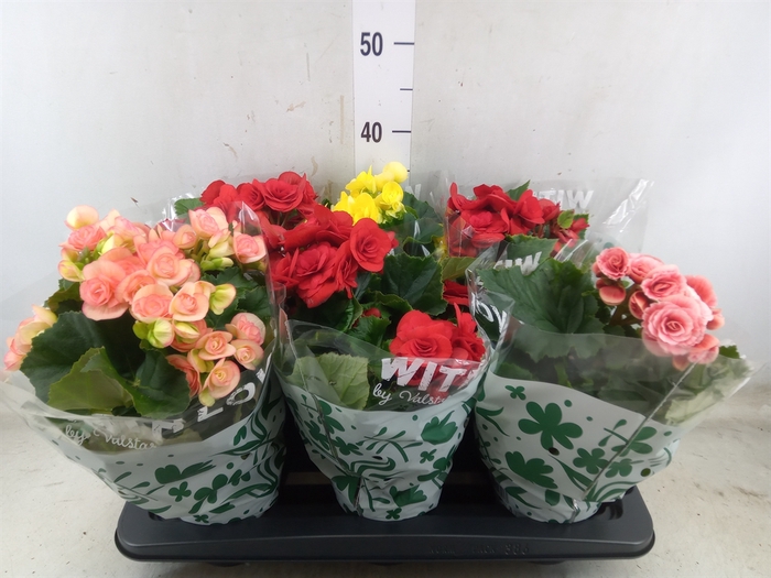 <h4>Begonia elat. DU   ...mix</h4>