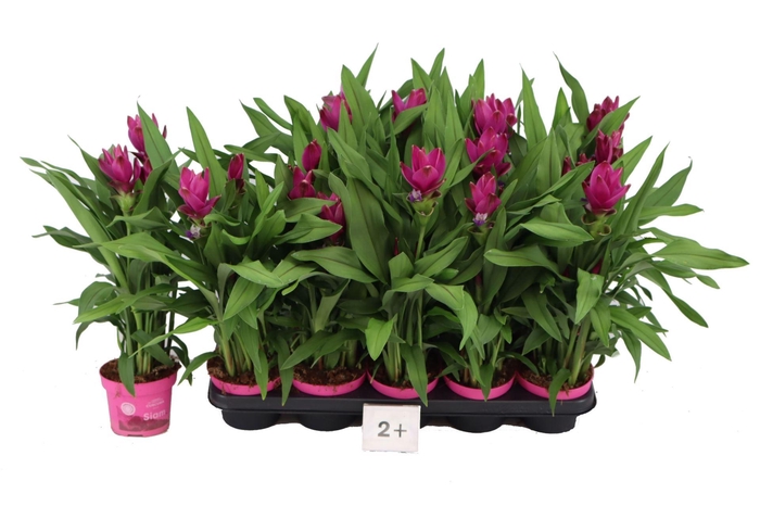 <h4>Curcuma alism. Siam Sublime</h4>