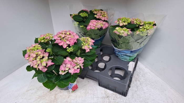 <h4>HYDR M EARLY ROSA</h4>