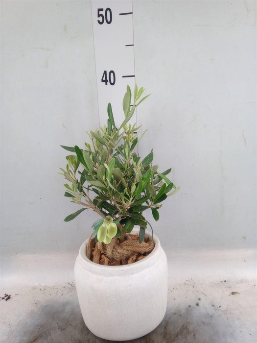 <h4>Arr.   Tuinplanten H%</h4>