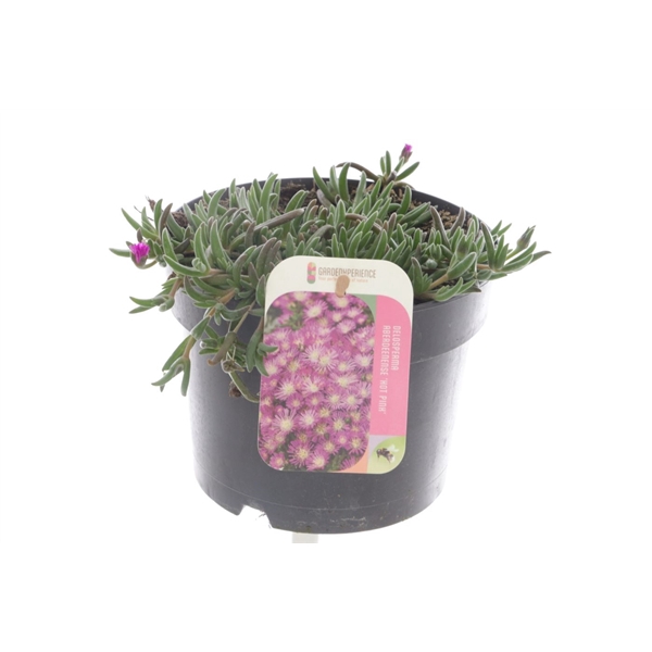 <h4>Delosperma aberdeenense hot pink</h4>