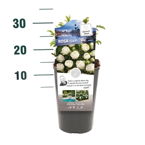 Rosa 'Snövit' - Struik - C3rp - Categorie 1