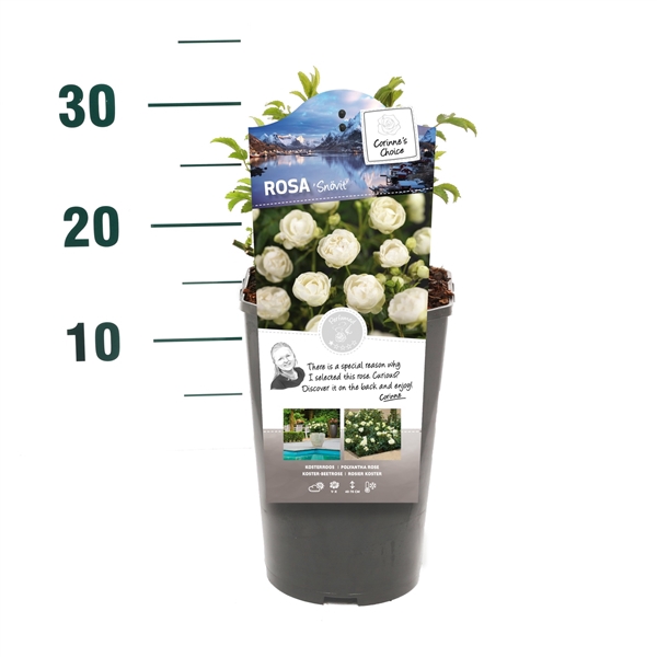 <h4>Rosa 'Snövit' - Struik - C3rp - Categorie 1</h4>