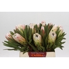 Protea White Night