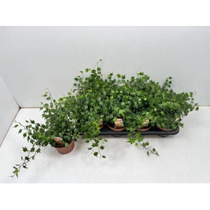 Hedera helix Jessica 13Ø 30cm