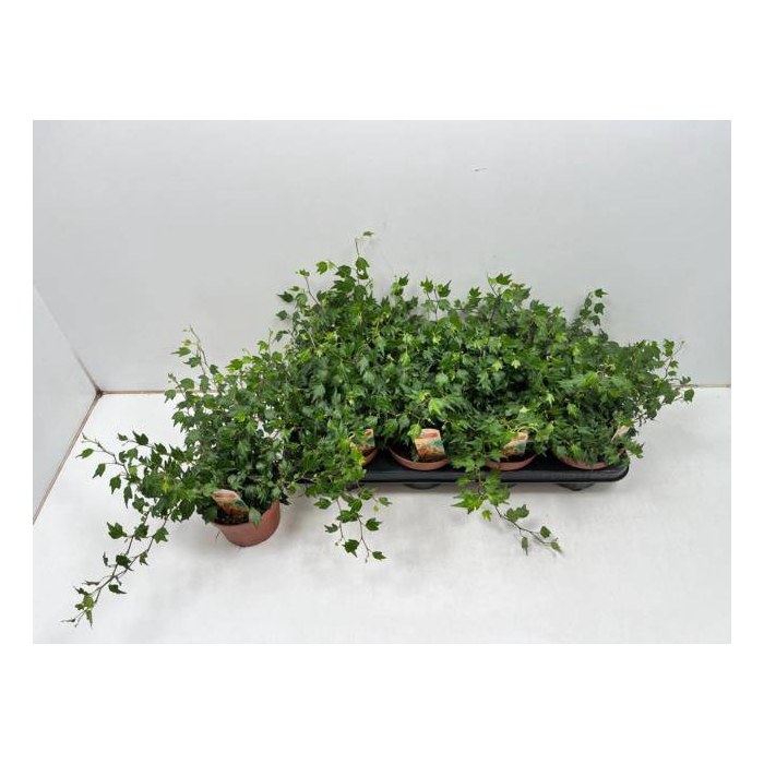 <h4>Hedera helix Jessica 13Ø 30cm</h4>