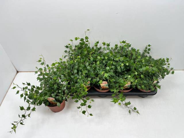 Hedera helix Jessica 13Ø 30cm