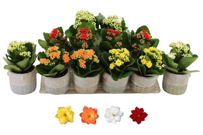 <h4>KAL GE RO GEM 4 KL</h4>