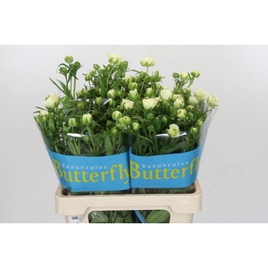 RANUNCULUS  'BUTTERFLY GRACES'
