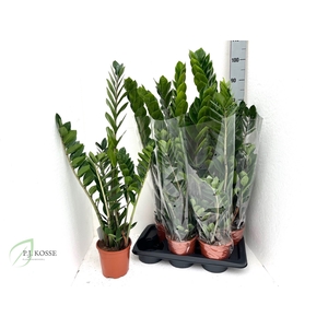 ZAMIO ZAMIIFOLIA