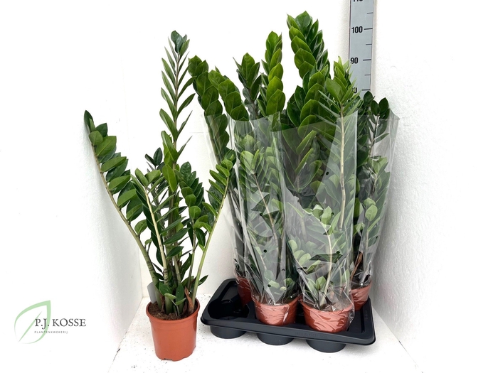 <h4>ZAMIO ZAMIIFOLIA</h4>
