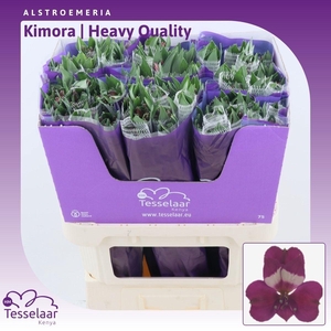 Alstroemeria Kimora | Heavy Quality