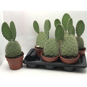 OPUNTIA