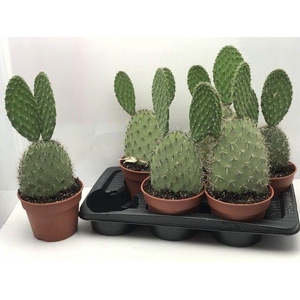 OPUNTIA