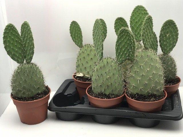 <h4>OPUNTIA</h4>