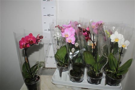 <h4>Phal Gem 1 Branche 6+</h4>