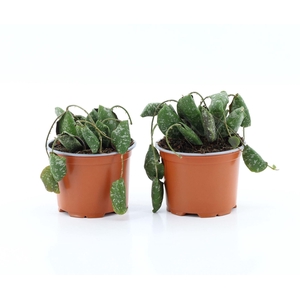 Hoya   ...